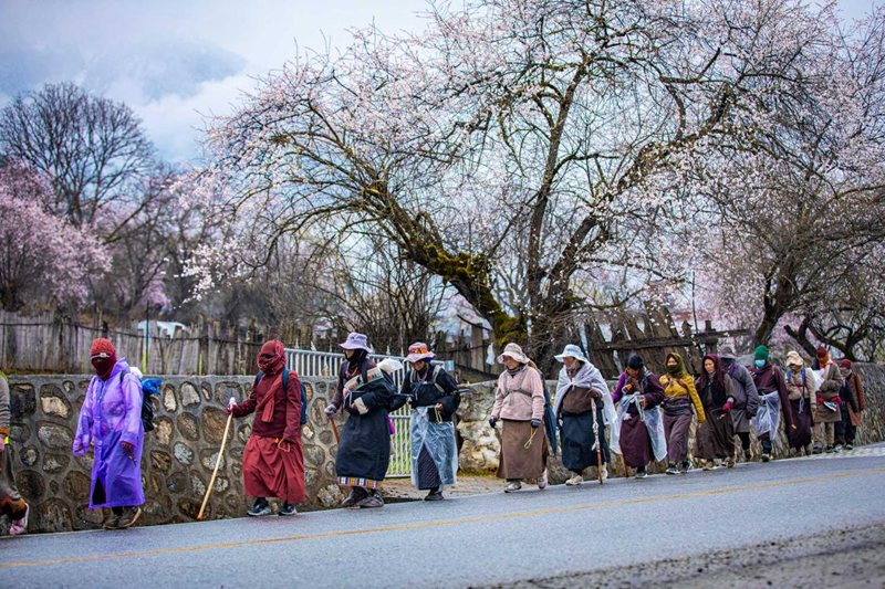 下雨了，漫步在桃花下的村民。張靜攝