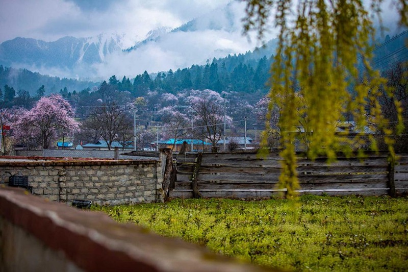 桃花深處的村莊。張靜攝