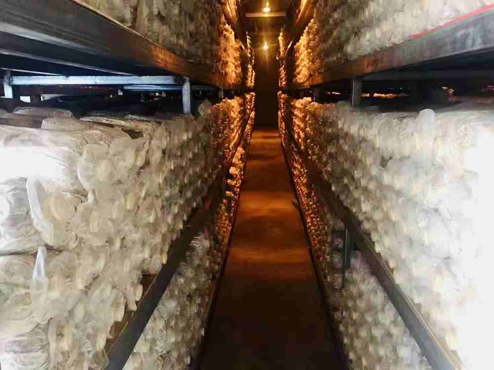 菌棒培育。索扎攝