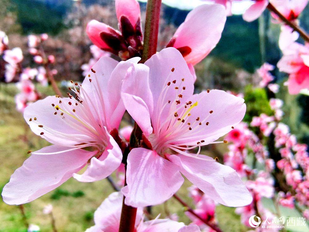 林芝桃花開(kāi)。人民網(wǎng) 李海霞攝