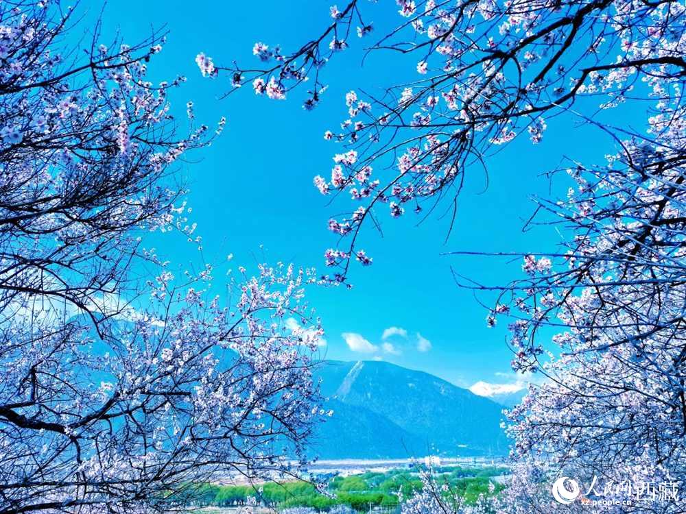 桃花在藍(lán)天白云的映襯下分外好看。人民網(wǎng) 李海霞攝