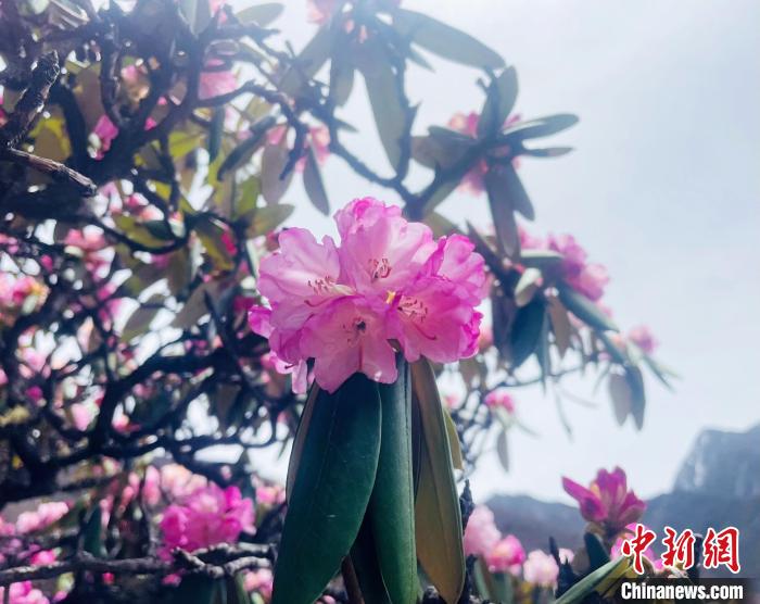 近日，西藏自治區(qū)山南市加查縣索囊溝的杜鵑花競(jìng)相綻放。　冉文娟 攝