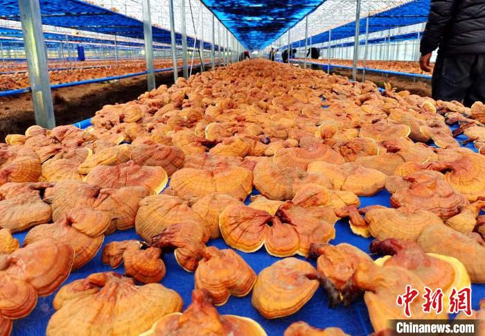 圖為紅太陽(yáng)科技示范家庭農(nóng)場(chǎng)采收的靈芝?！∑酱胪喙﹫D