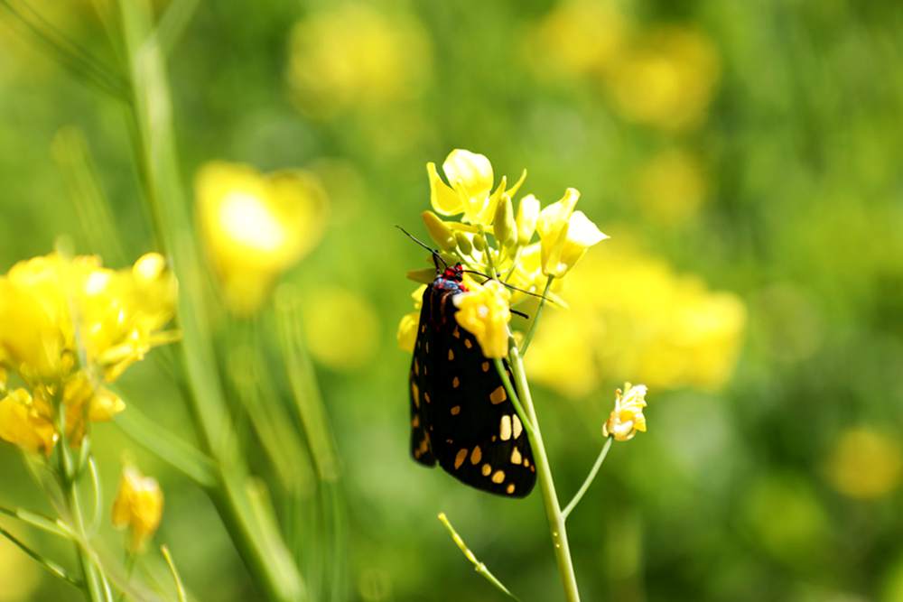 一只蝴蝶停留在油菜花上。