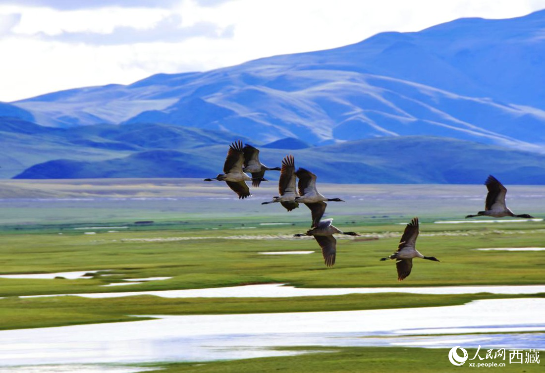 黑頸鶴在草原起舞。人民網(wǎng) 李海霞攝
