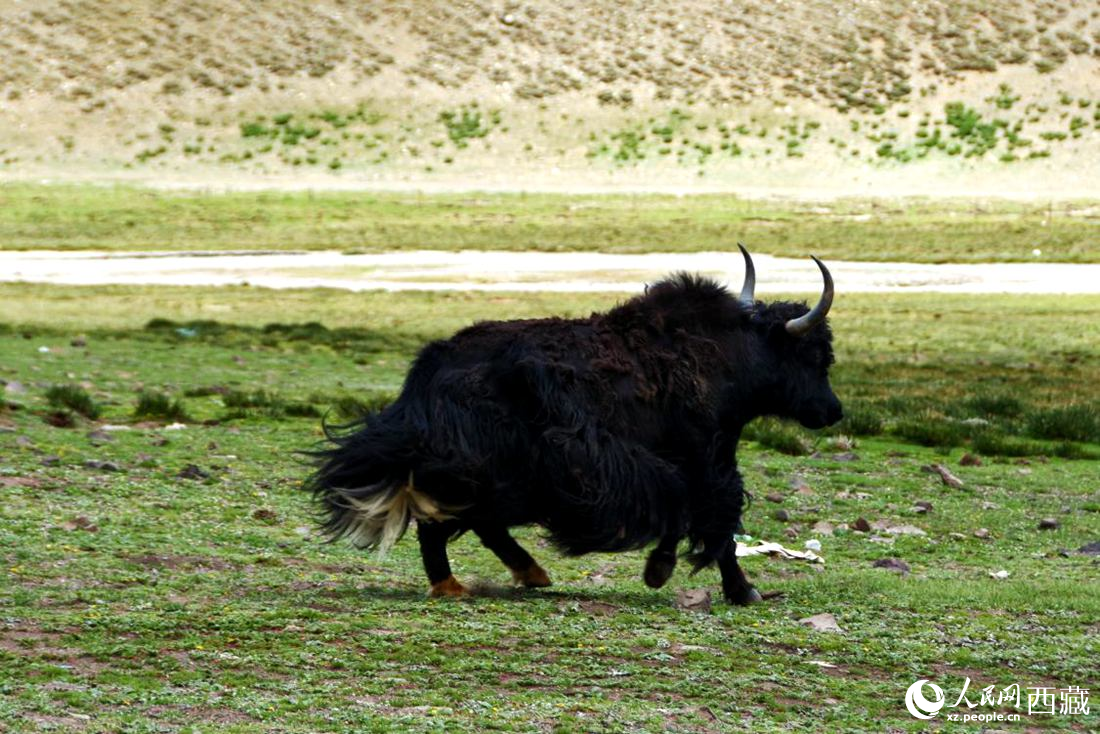 牦牛在草原撒歡兒。人民網(wǎng) 李海霞攝