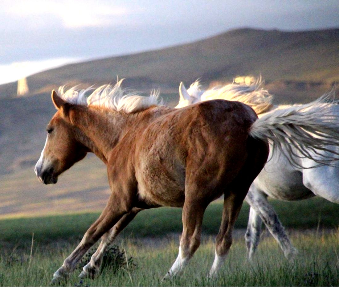 草原上奔騰的馬兒。普布桑杰攝
