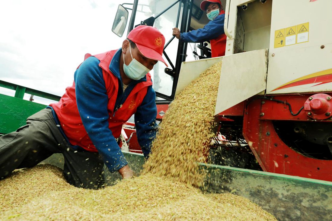疫情之下，志愿者是田間最美的風景。洛克攝