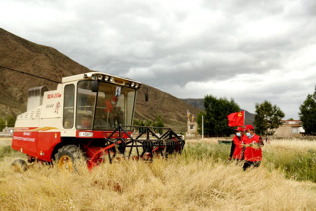 陣陣機械的轟鳴聲傳來豐收的喜悅。洛克攝