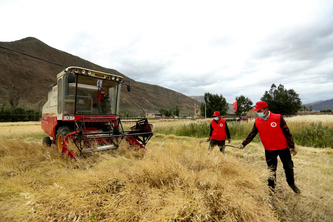 陣陣機械的轟鳴聲傳來豐收的喜悅。洛克攝