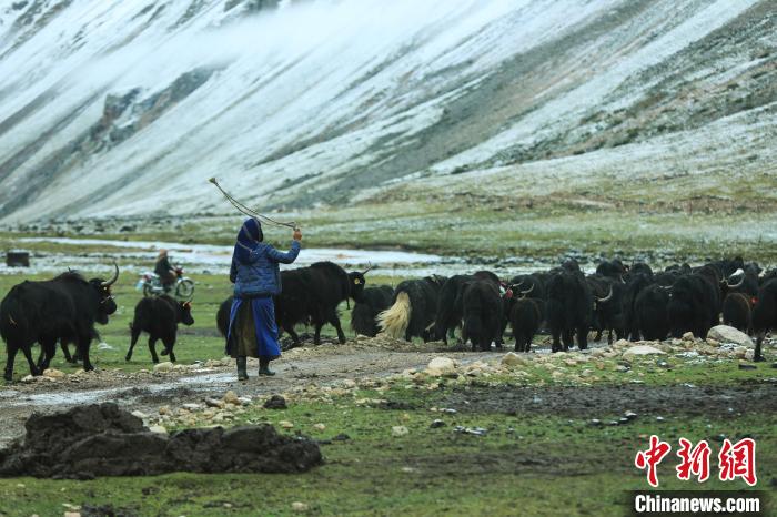 圖為牧民在趕牦牛?！÷蹇?攝