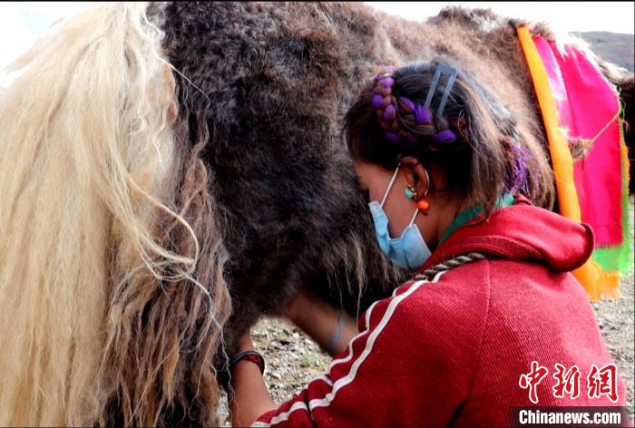 圖為牧民正在擠奶。　日喀則文聯(lián)供圖