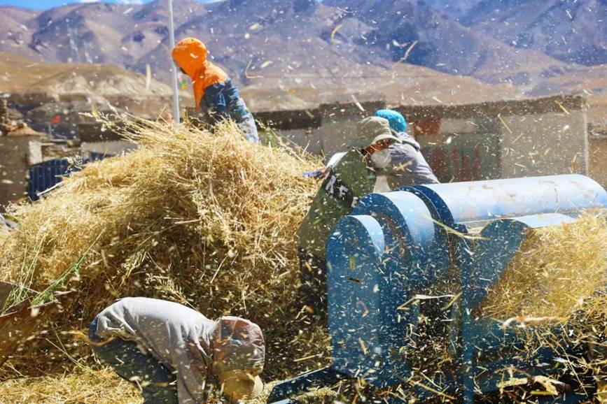 西藏吉?。簬愠两襟w驗(yàn)秋收打場