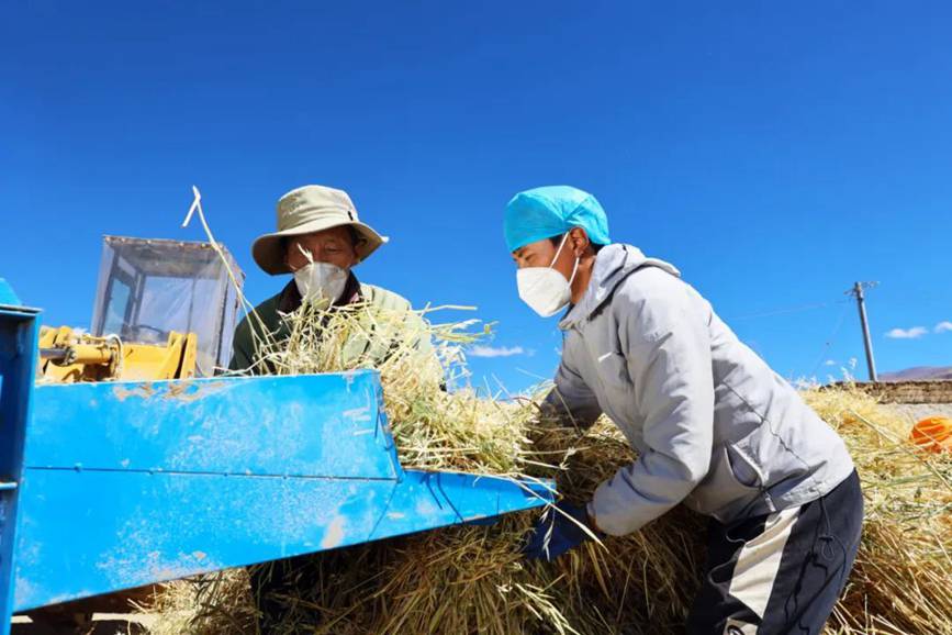 西藏吉?。簬愠两襟w驗(yàn)秋收打場【4】