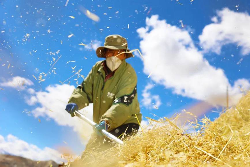 西藏吉?。簬愠两襟w驗(yàn)秋收打場【5】