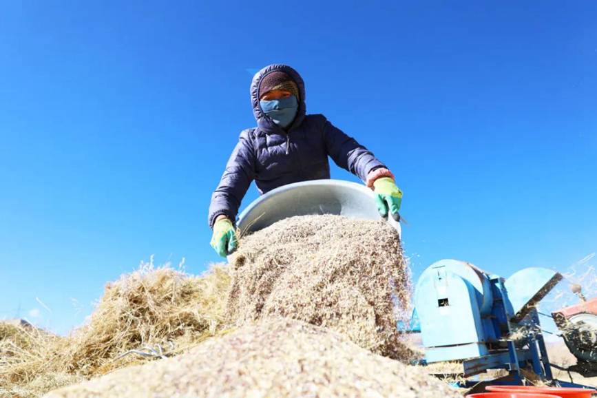 西藏吉?。簬愠两襟w驗(yàn)秋收打場【8】