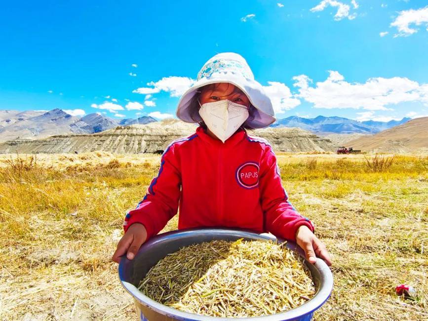 西藏吉?。簬愠两襟w驗(yàn)秋收打場【9】