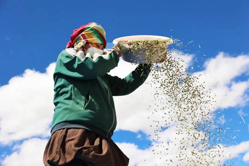 西藏吉?。簬愠两襟w驗(yàn)秋收打場【11】