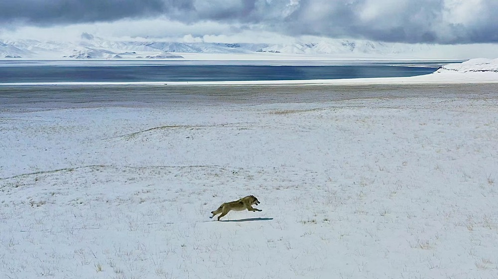 雪地里疾馳的阿里“狼”。