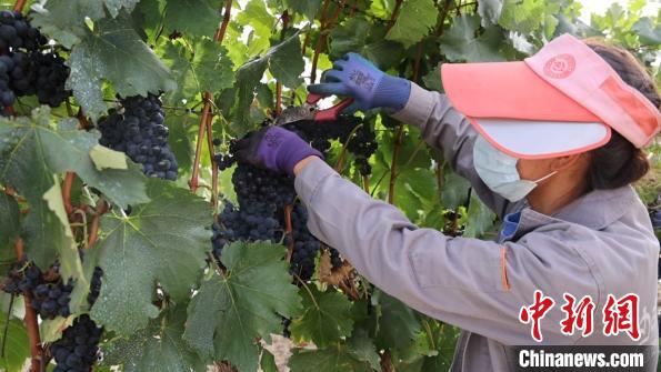 圖為當(dāng)?shù)卮迕癫烧咸选！∩侥仙Ｈ湛h委宣傳部提供