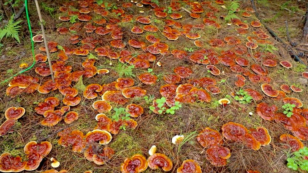 靈芝長勢(shì)喜人。