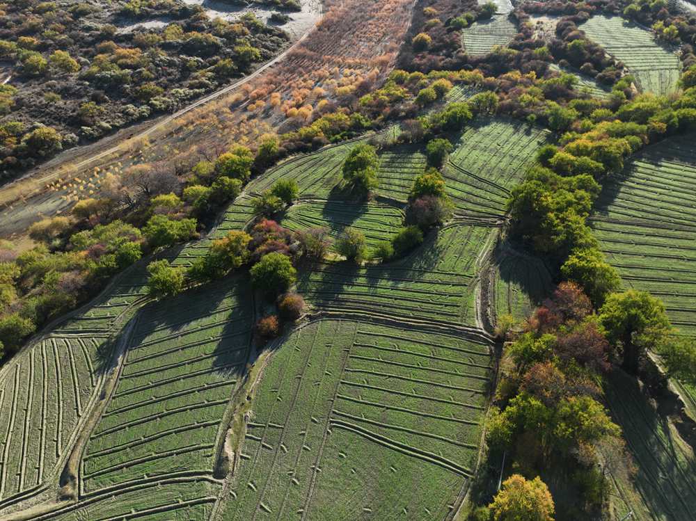 雅魯藏布江畔的高原梯田。