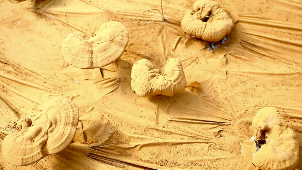 靈芝基地內(nèi)孢子粉布滿塑料膜。