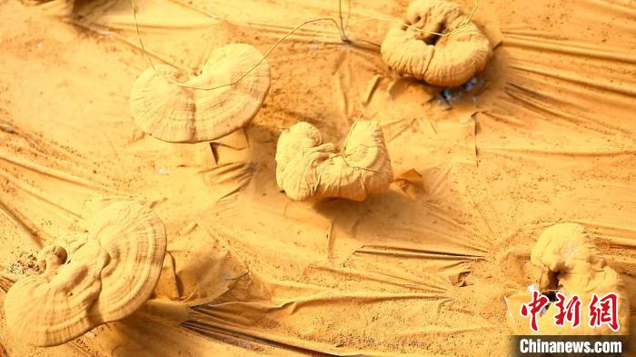 圖為靈芝基地內(nèi)孢子粉布滿(mǎn)塑料膜?！〉录?攝