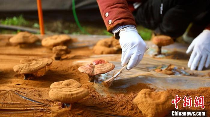 圖為農(nóng)民采收靈芝孢子粉?！〉录?攝