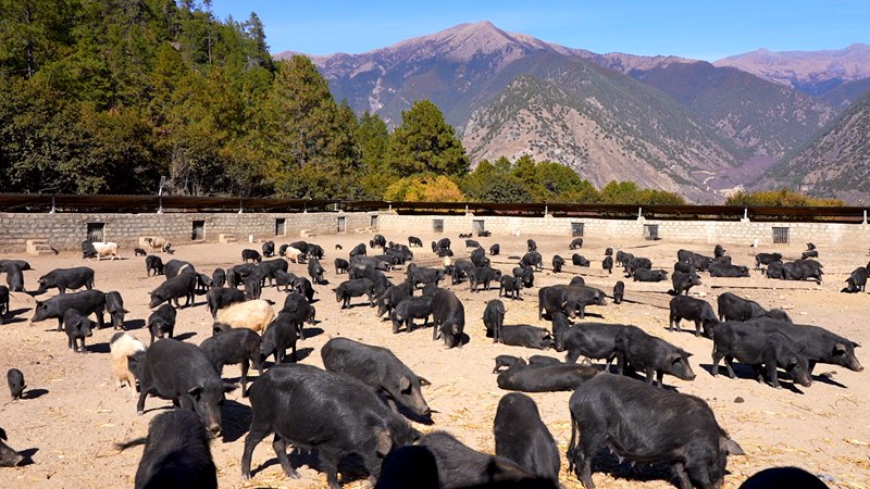 養(yǎng)殖基地里的藏香豬。