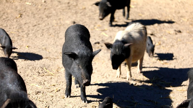 藏香豬在覓食。