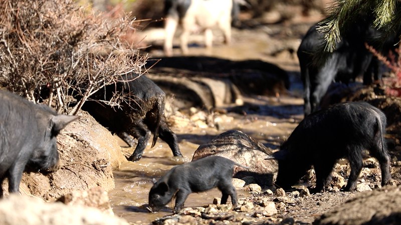 藏香豬在喝水。