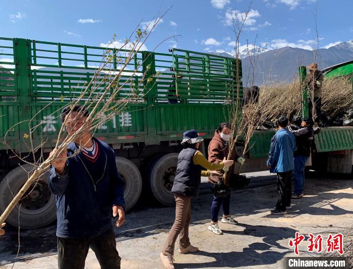 民眾搬運苗木?！〔际忻⒖悼h委宣傳部供圖