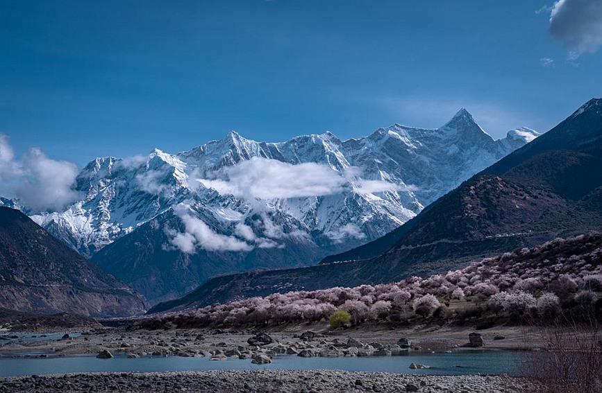 雪山下的桃花。張靜攝
