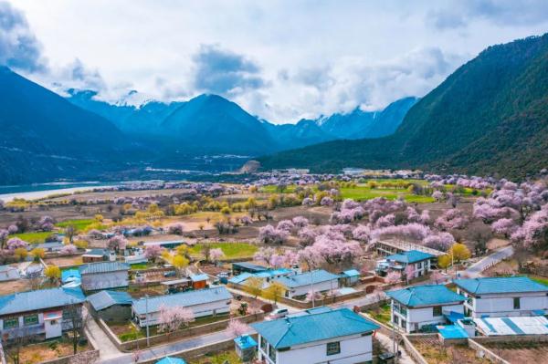 人間桃花源！林芝桃花有多絕？