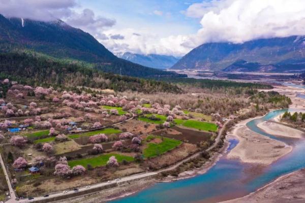 人間桃花源！林芝桃花有多絕？