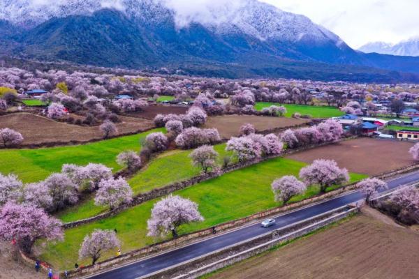 人間桃花源！林芝桃花有多絕？