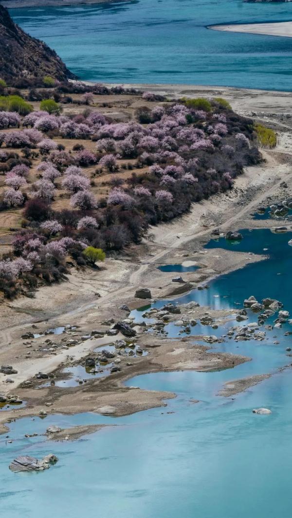 人間桃花源！林芝桃花有多絕？