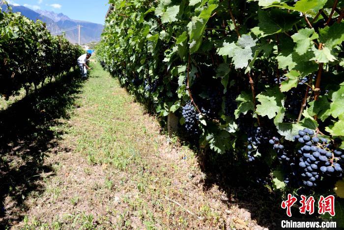 昌都芒康縣依托“兩江流域”干熱河谷地帶地理優(yōu)勢(shì)將康巴蜜橘、蘋果、甜石榴、葡萄、蜜桃等經(jīng)濟(jì)林木種植?！〔际忻⒖悼h委宣傳部供圖