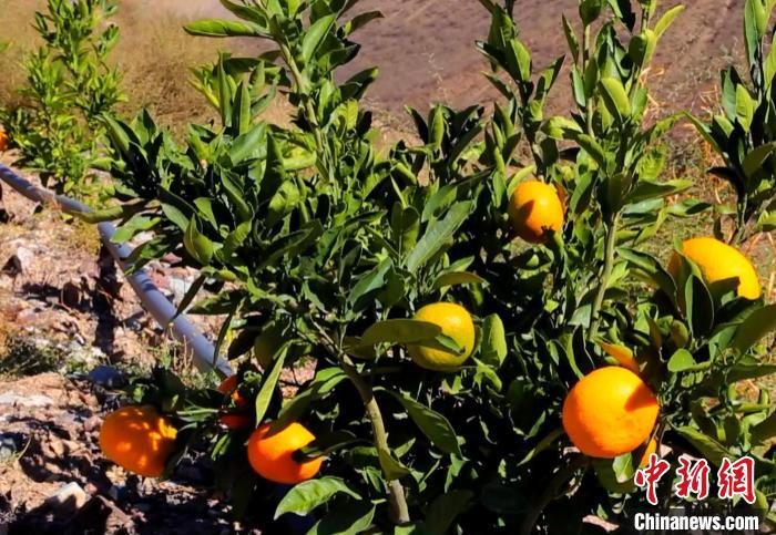 昌都芒康縣依托“兩江流域”干熱河谷地帶地理優(yōu)勢(shì)將康巴蜜橘、蘋果、甜石榴、葡萄、蜜桃等經(jīng)濟(jì)林木種植?！〔际忻⒖悼h委宣傳部供圖