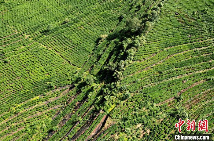 圖為西藏林芝市墨脫縣果果塘大拐彎附近的茶田。(無人機(jī)照片) 李林 攝