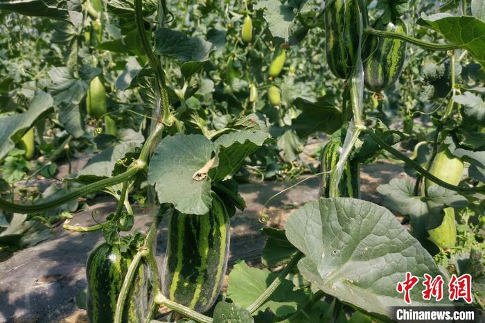 圖為西藏康馬縣大棚內(nèi)的博洋九號(hào)甜瓜。　劉建軍 攝