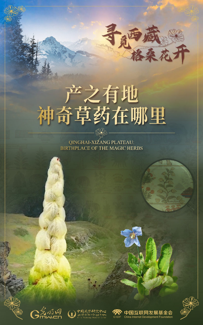 【尋覓西藏·格?;ㄩ_】產(chǎn)之有地:神奇草藥在哪里