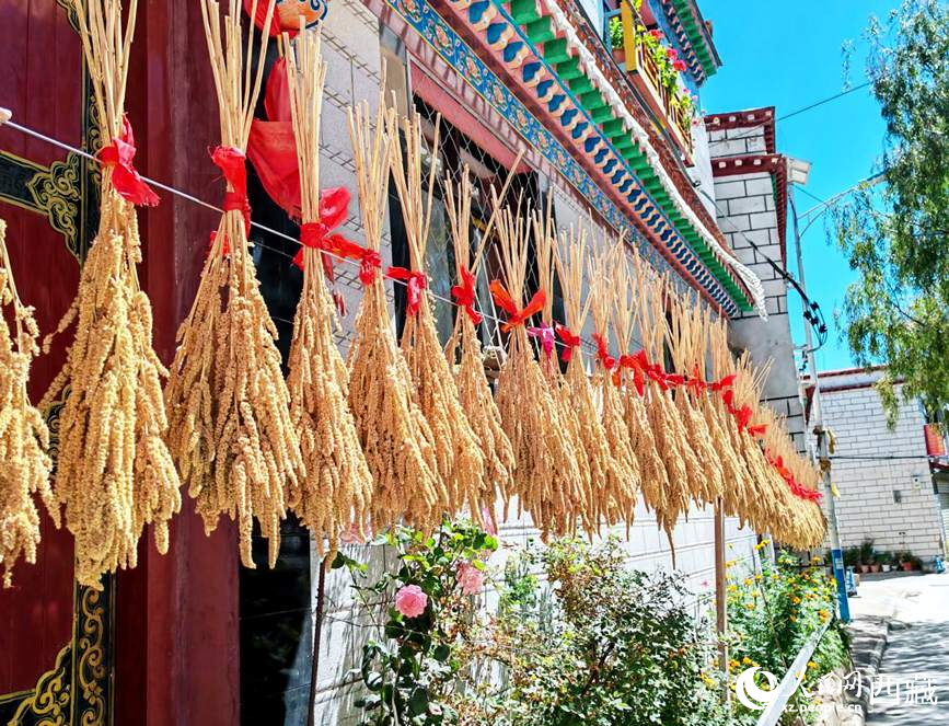 整個(gè)村莊沉浸在收獲的喜悅中。人民網(wǎng) 李海霞攝