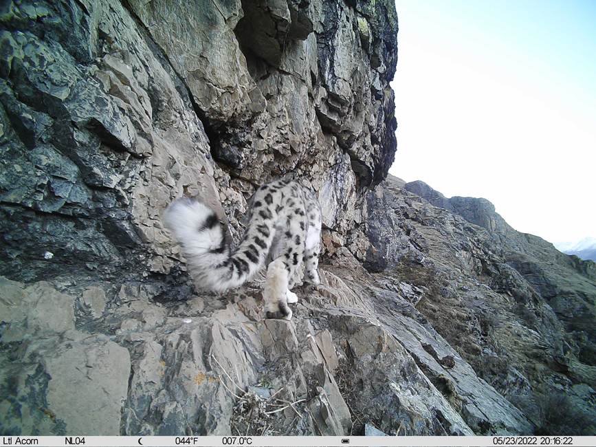 雪豹影像。山水自然保護(hù)中心供圖