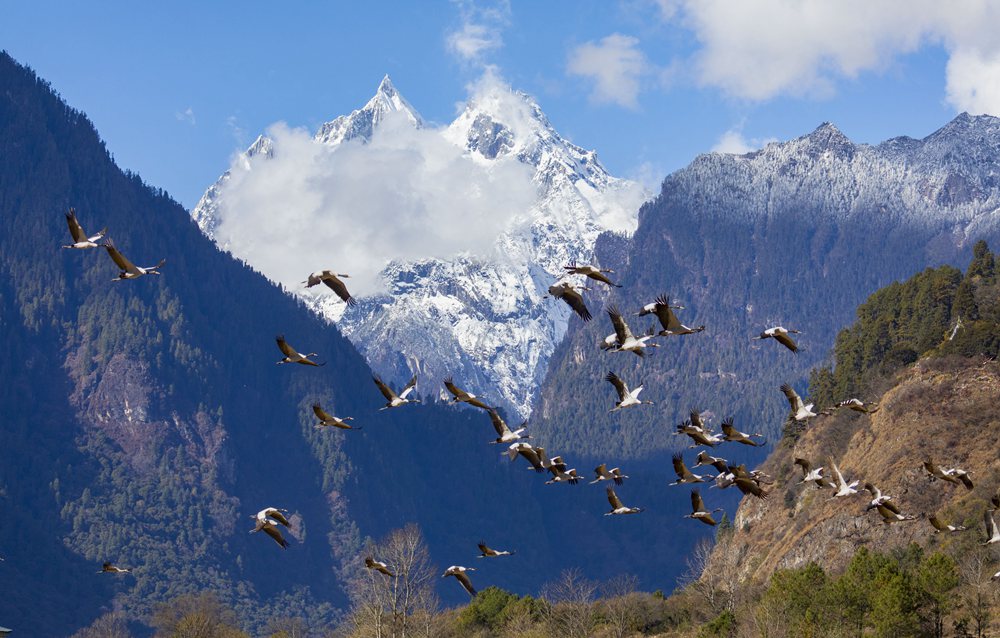 黑頸鶴蹁躚起舞美如畫。索多攝