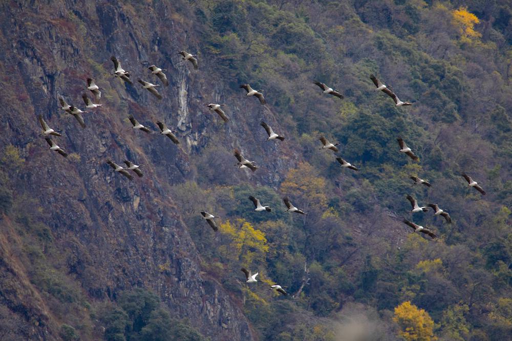 黑頸鶴蹁躚起舞美如畫。索多攝