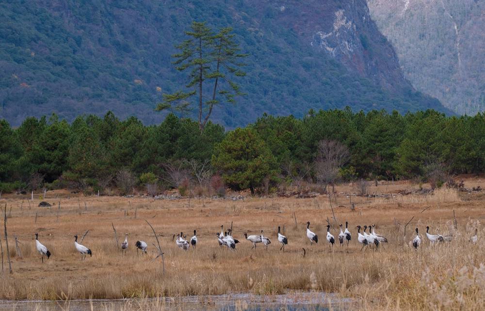 覓食中的黑頸鶴。扎頓攝