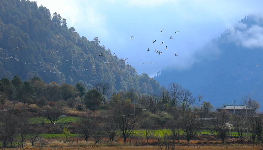 成群的黑頸鶴為冬日高原增添生機(jī)。益西旦增攝