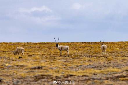 可愛壁紙上新！藏羚羊就是高原上的精靈吧